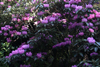 argyrophyllum 73-8 plant